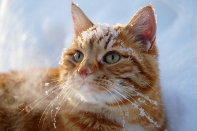 Морозы до -32 градусов придут в Татарстан 9 марта