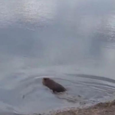 В Татарстане спасли бобра, который забежал в подвал из-за бродячей собаки (ВИДЕО)