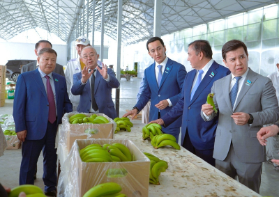 Депутаты проверили, как растут бананы в Туркестане